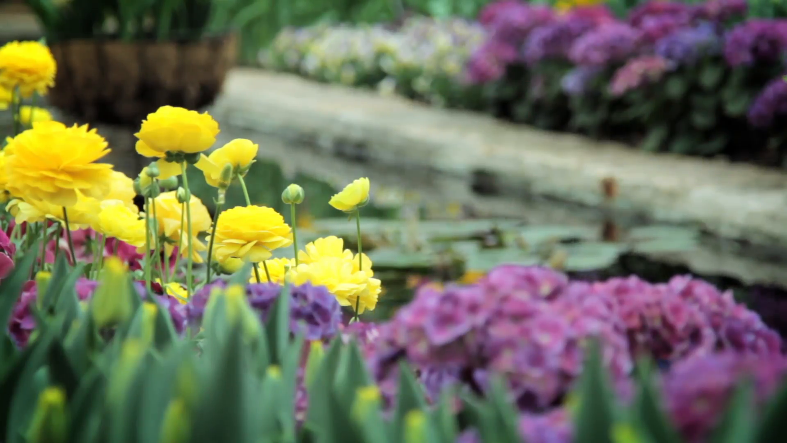 flower motion backgrounds - storyblocks video