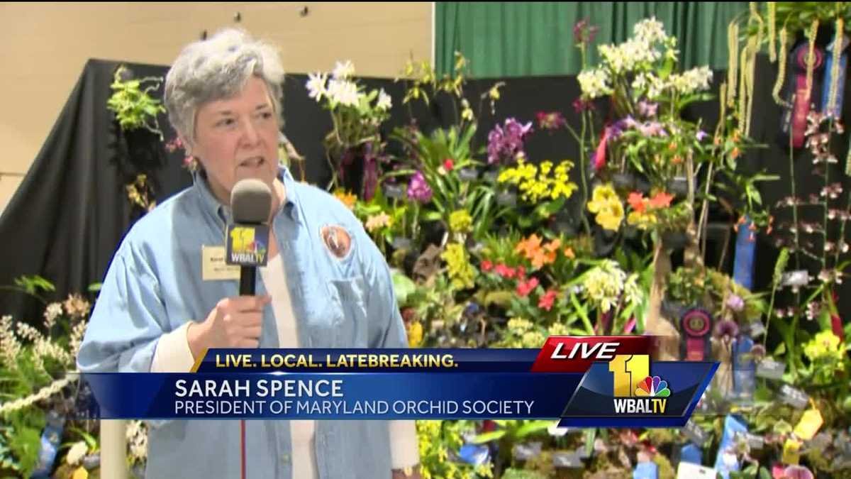video: orchids on display at home and garden show