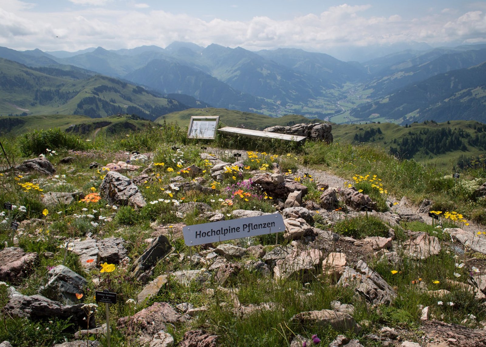 best time to see alpine flower garden kitzbüheler horn in austria 2019