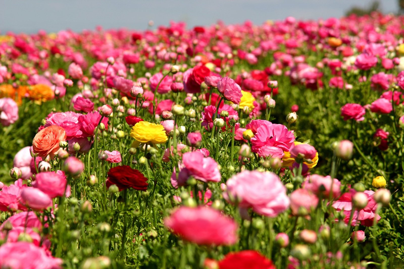 best time to see the flower fields at carlsbad ranch in san diego 2019