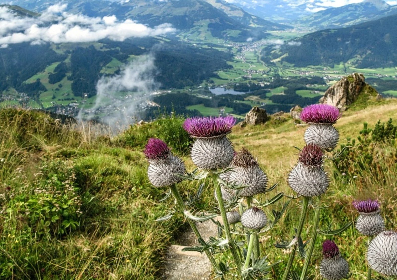 best time to see alpine flower garden kitzbüheler horn in austria 2019