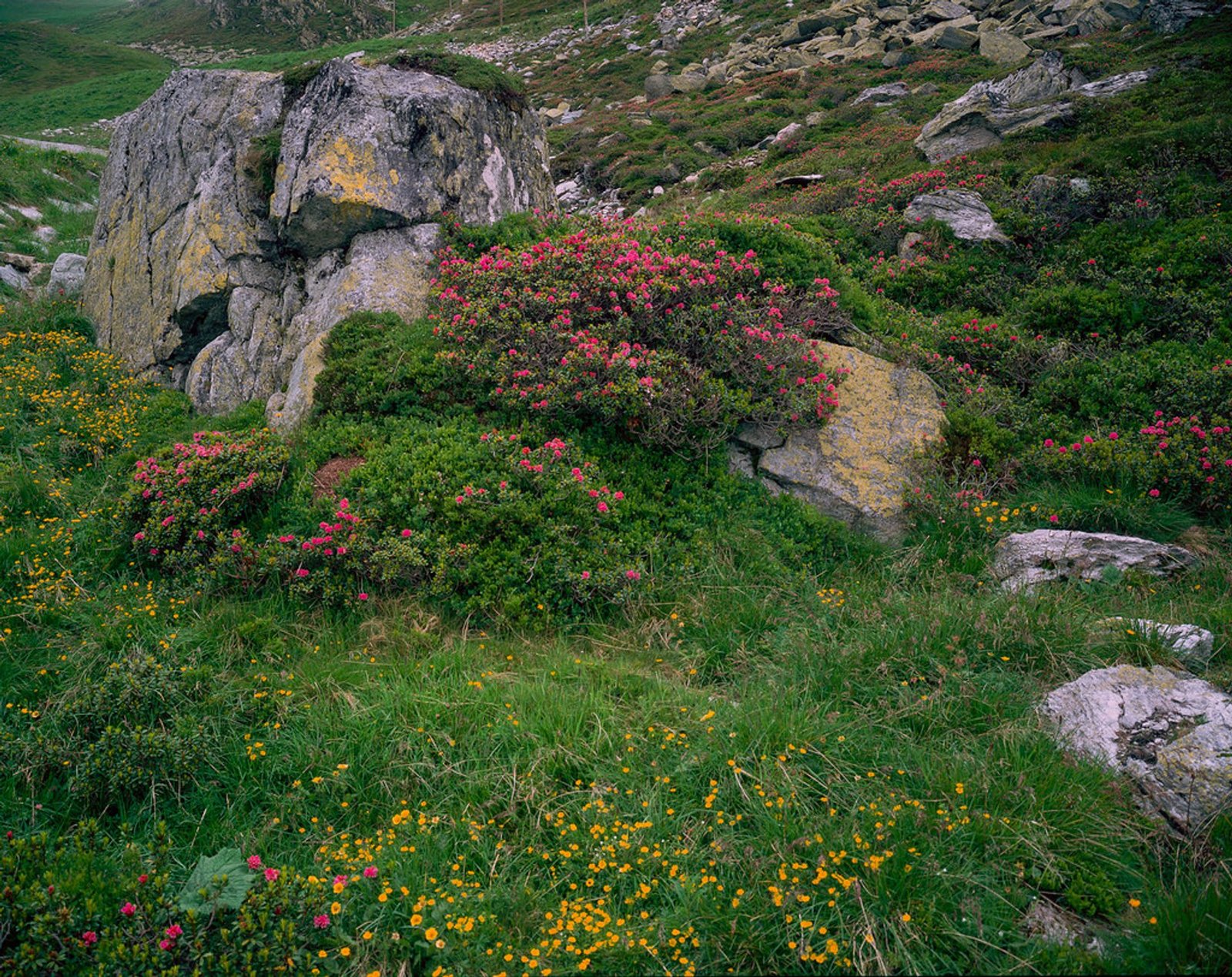 best time to see alpine flower garden kitzbüheler horn in austria 2019
