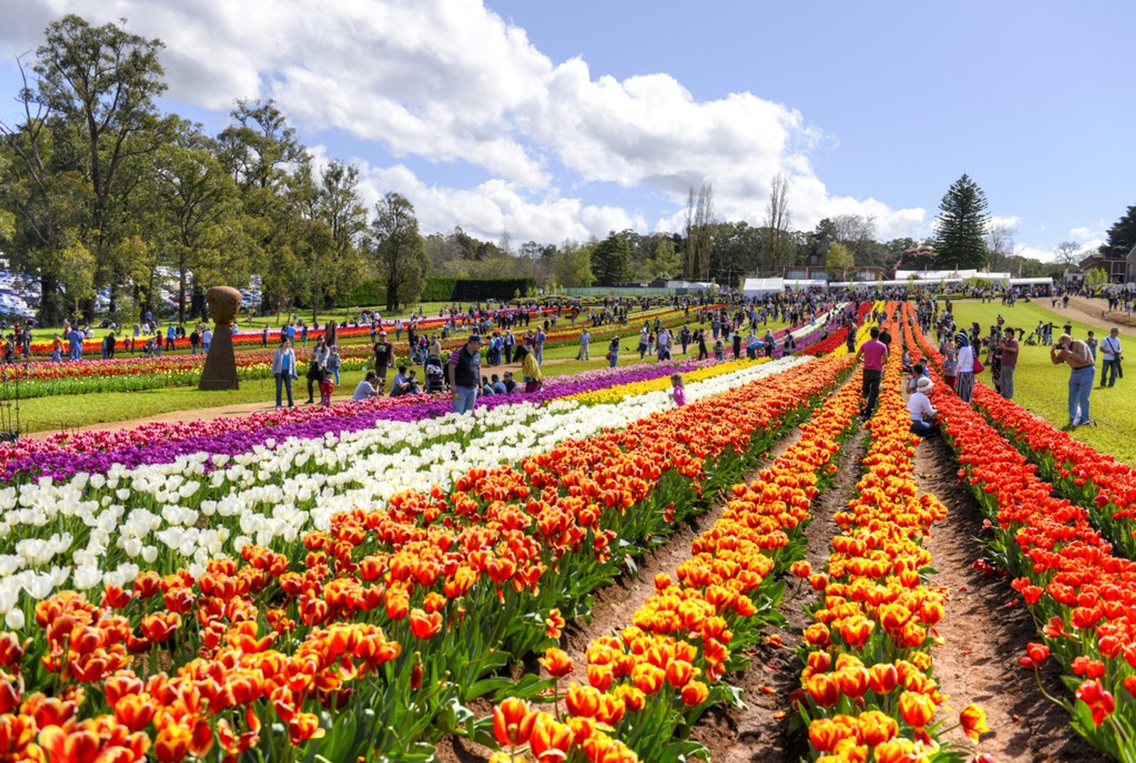tesselaar tulip festival 2019 in melbourne - dates & map