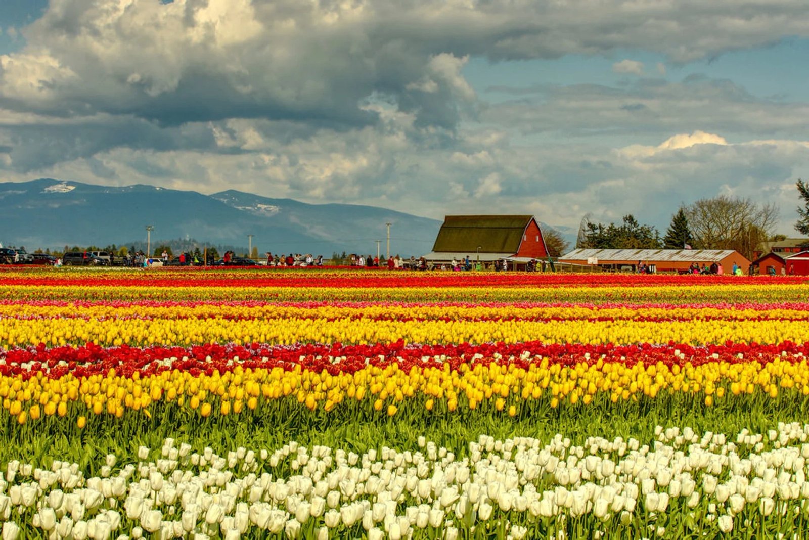 skagit valley tulip festival 2019 in seattle - dates & map