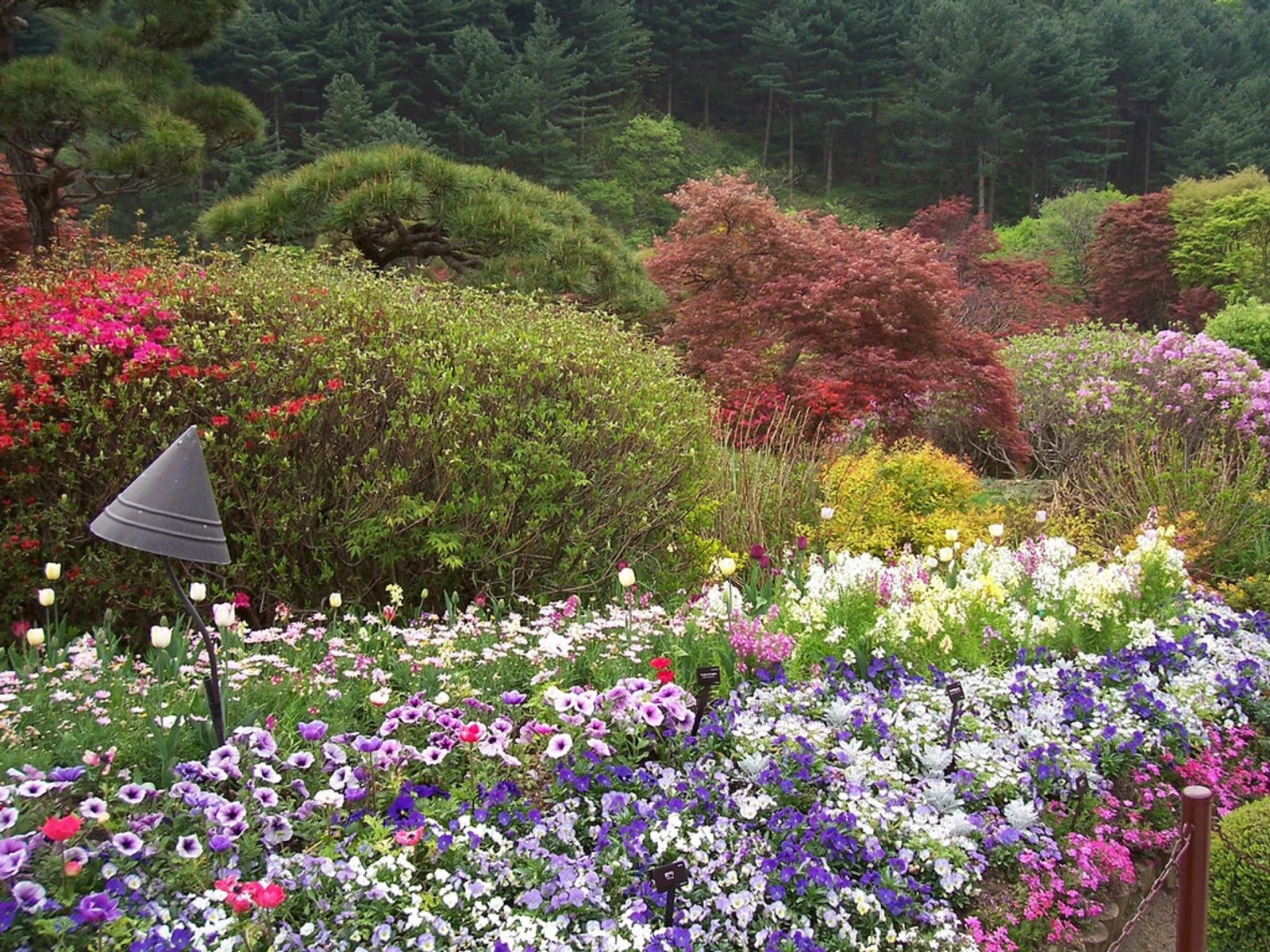 best time for flowers in the garden of morning calm, south korea 2019