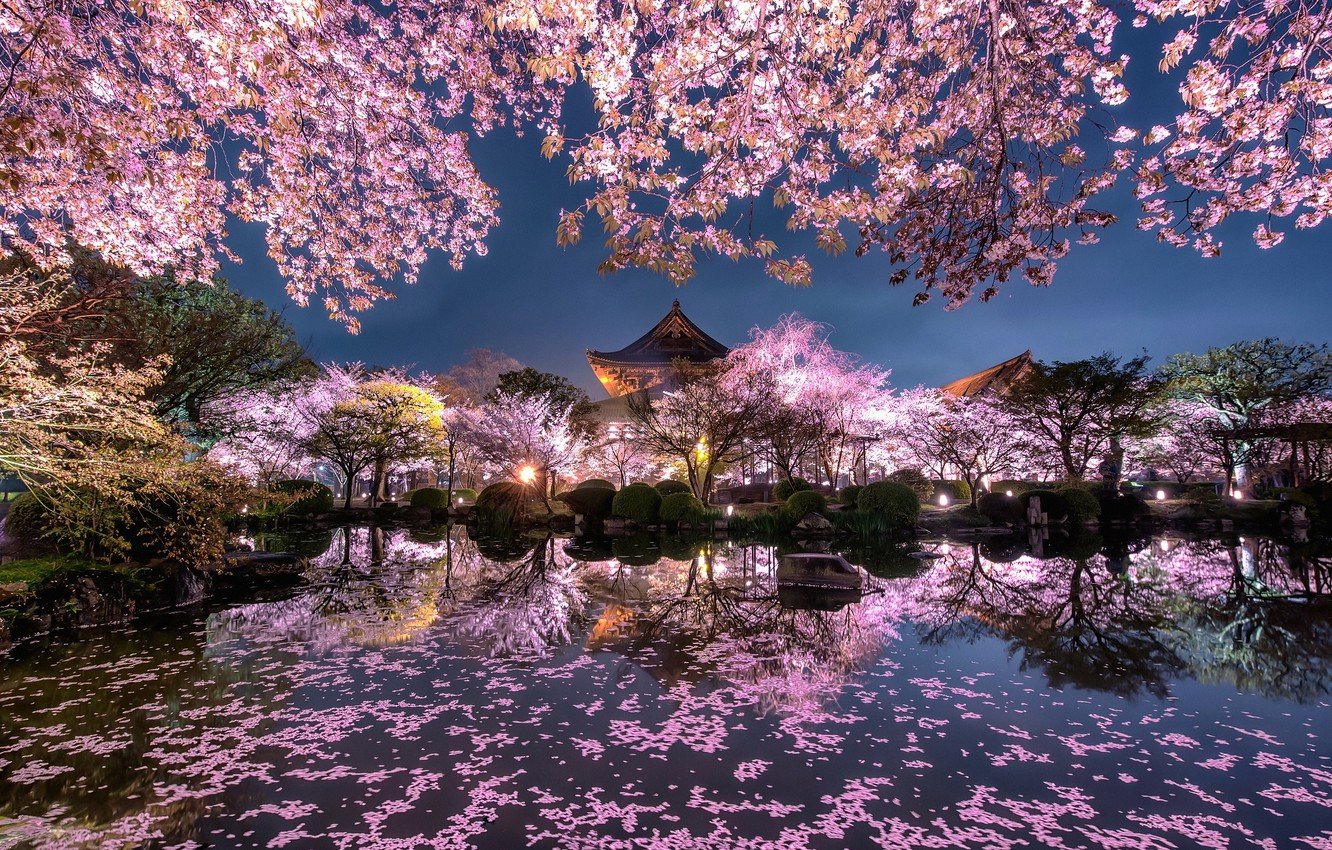 wallpaper light, flowers, night, the city, lights, pond, spring