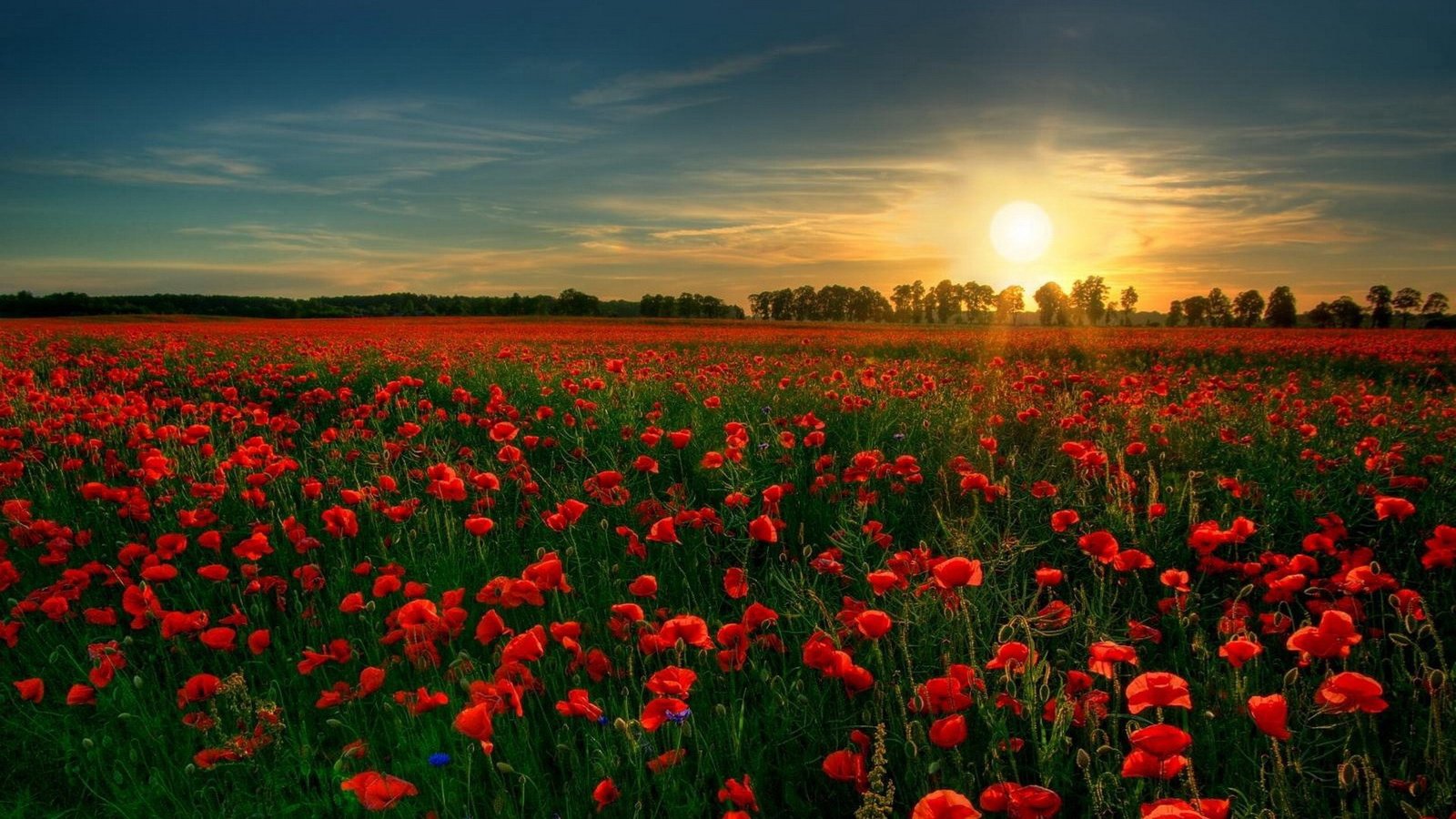 red flower garden wallpaper - wallpaper stream