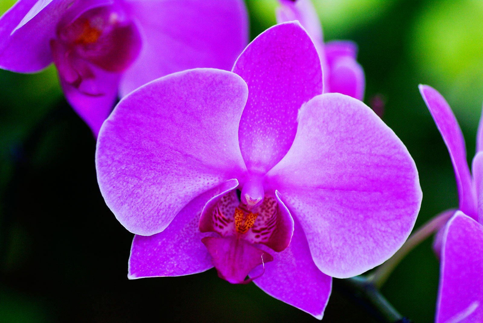 flower meanings: orchid symbolism on whats-your-sign