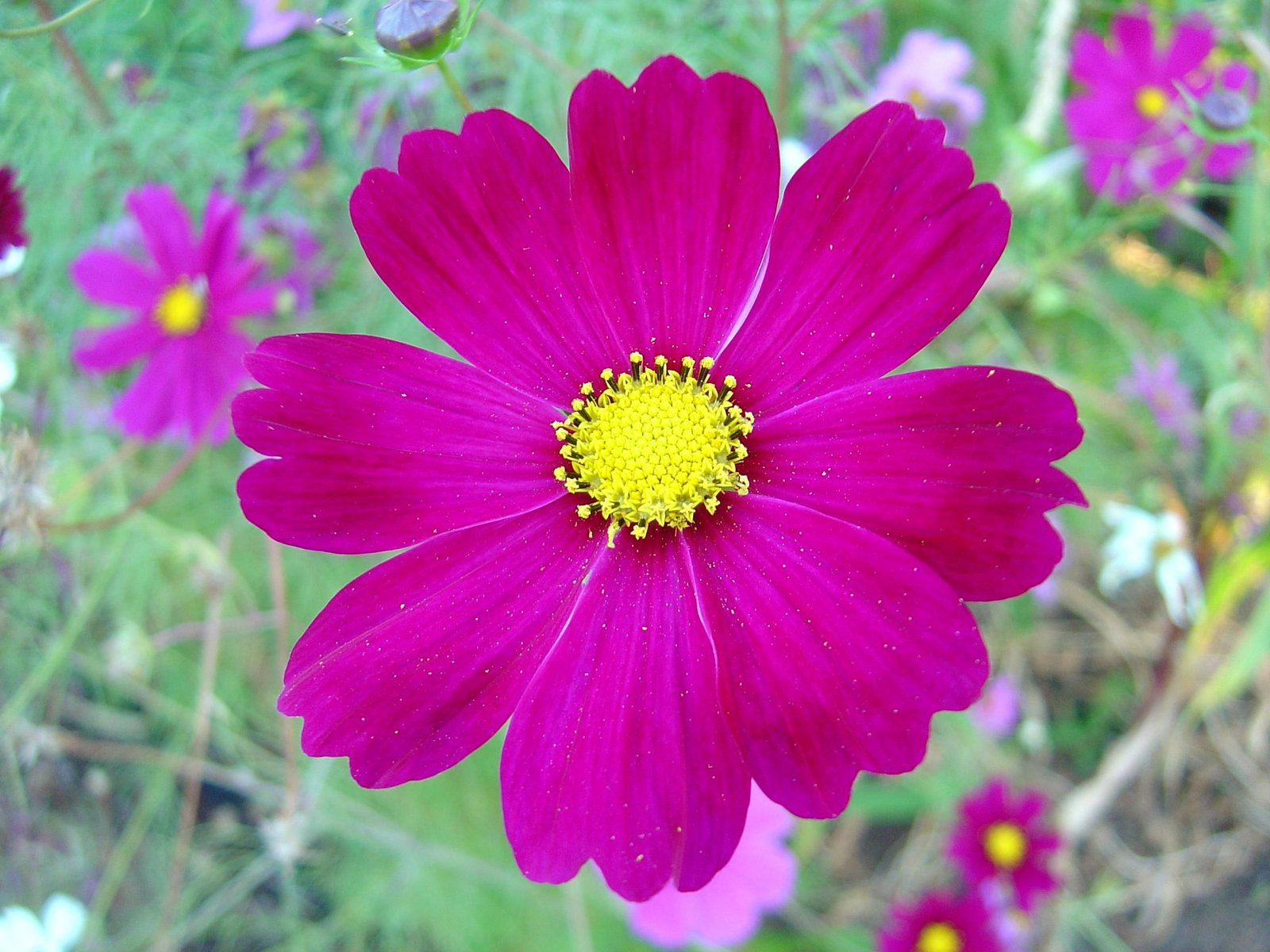 file:dark pink cosmos flower - wikimedia commons
