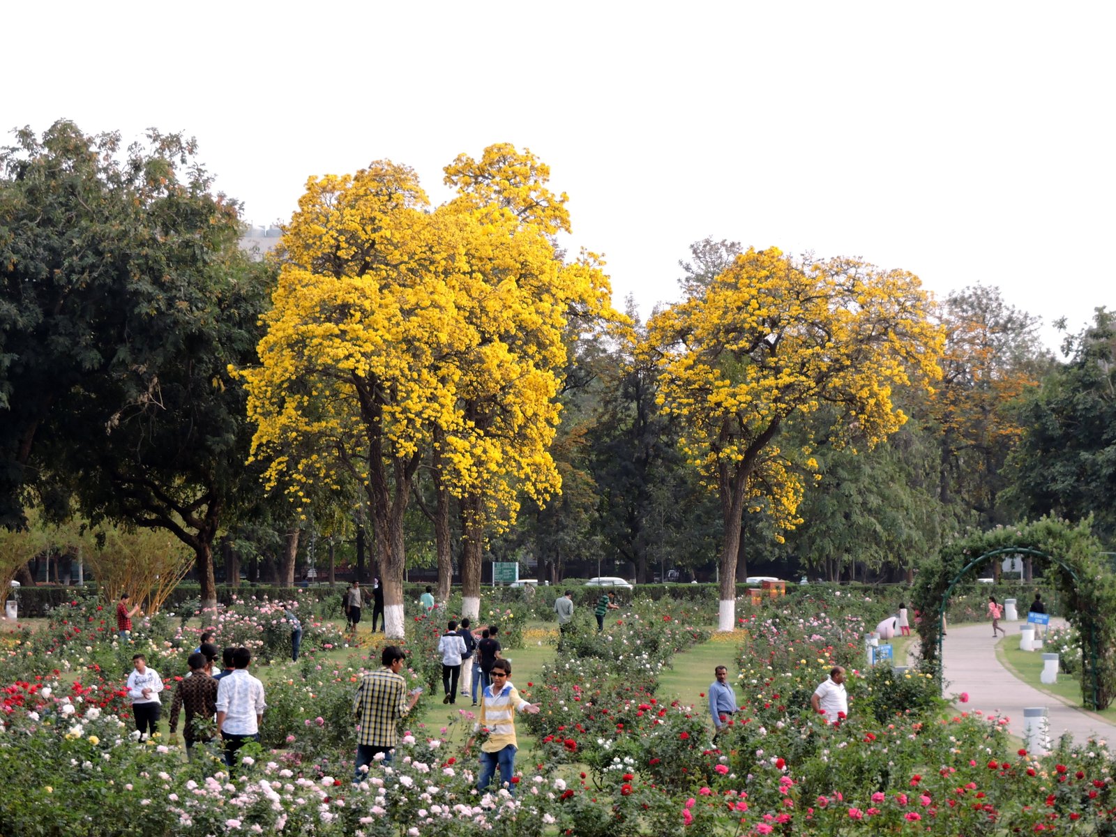 zakir hussain rose garden - wikipedia