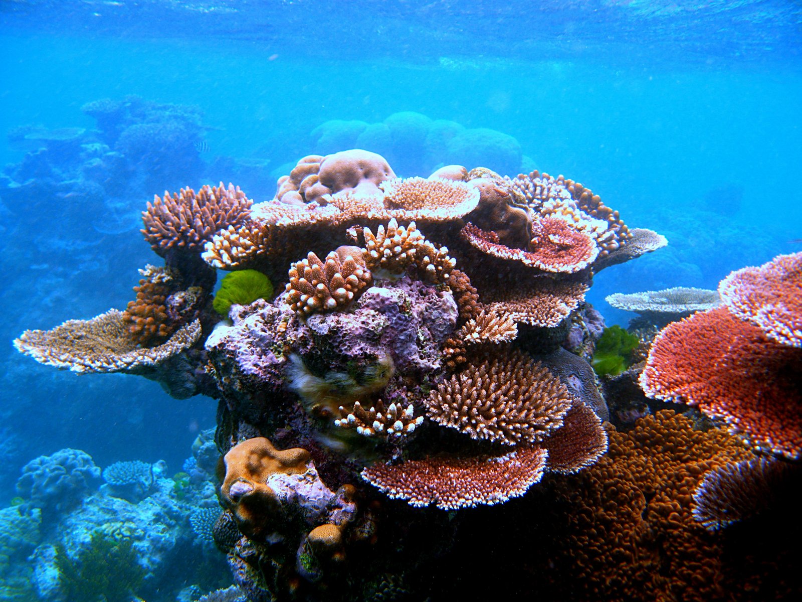 coral - wikipedia