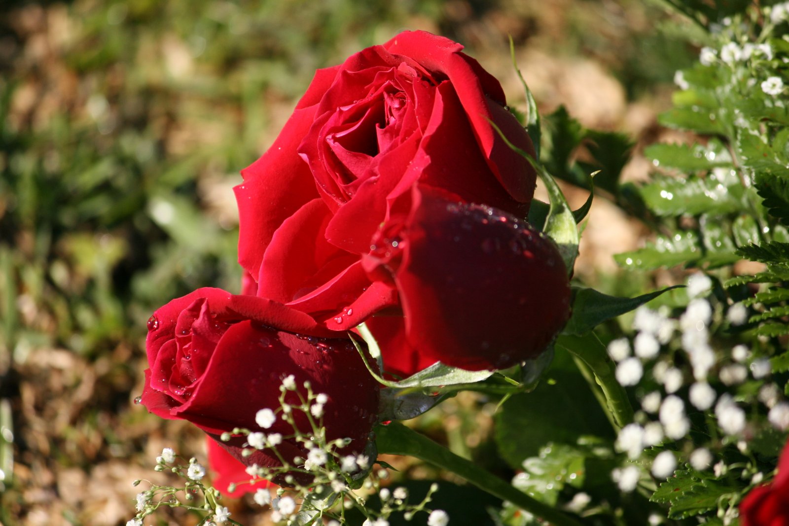 rose (symbolism) - wikipedia