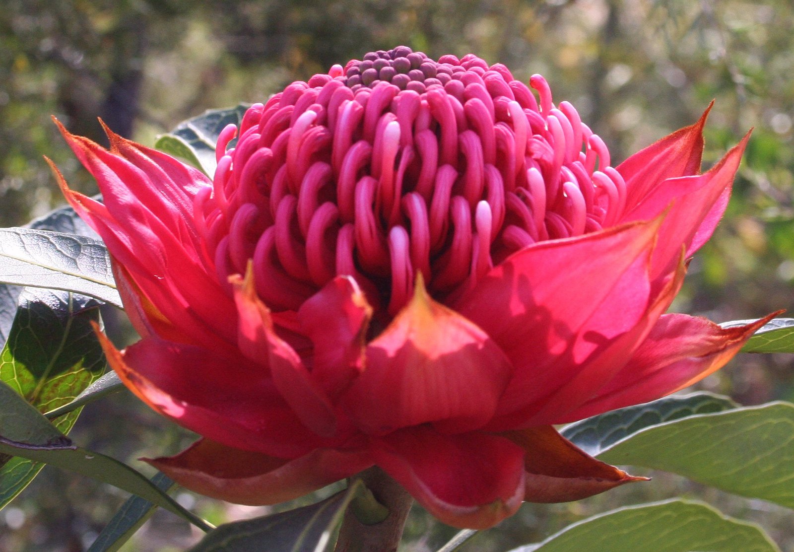 telopea speciosissima - wikipedia