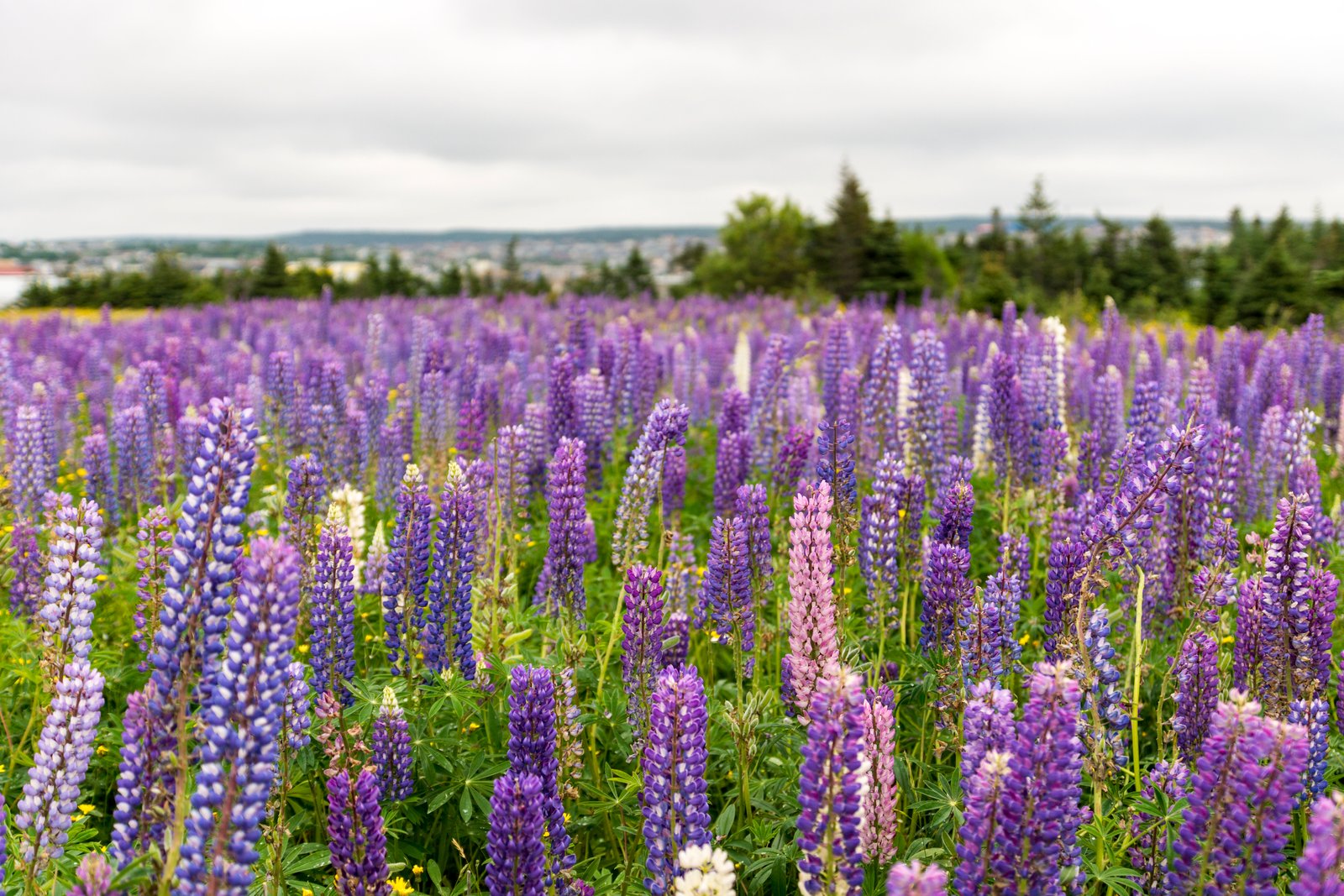 lupinus - wikipedia