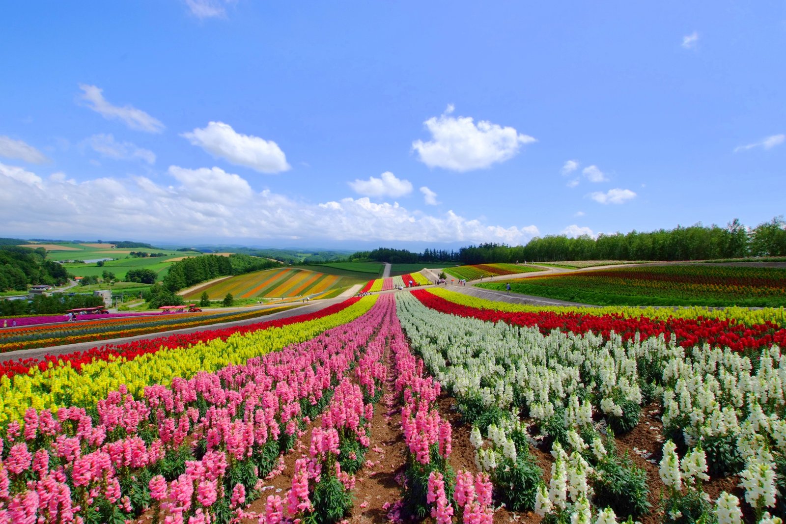 file:四季彩の丘（flower garden hill of shikisai） - panoramio (1