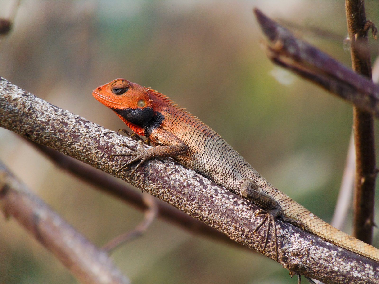 oriental garden lizard - wikipedia