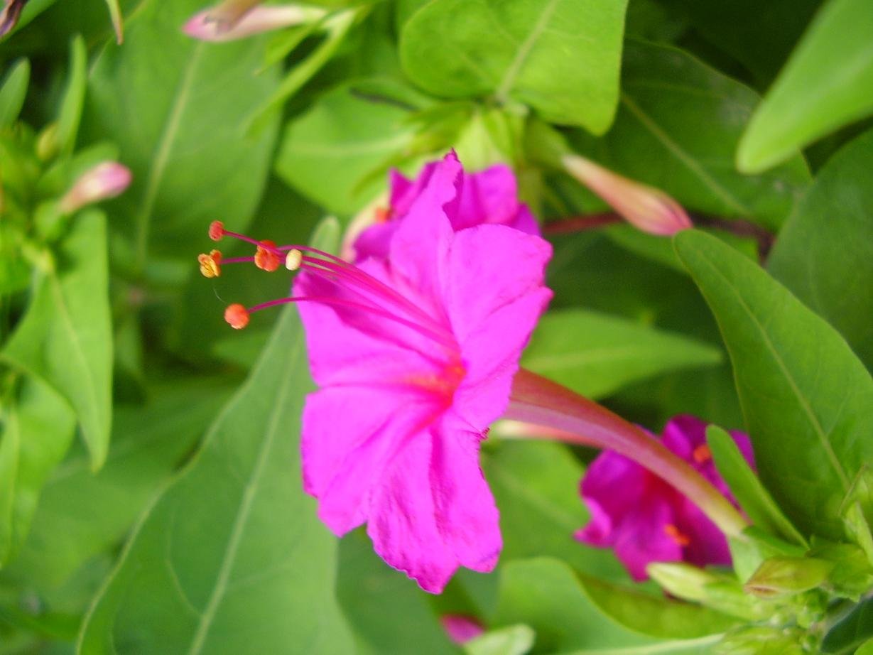 mirabilis jalapa - wikipedia