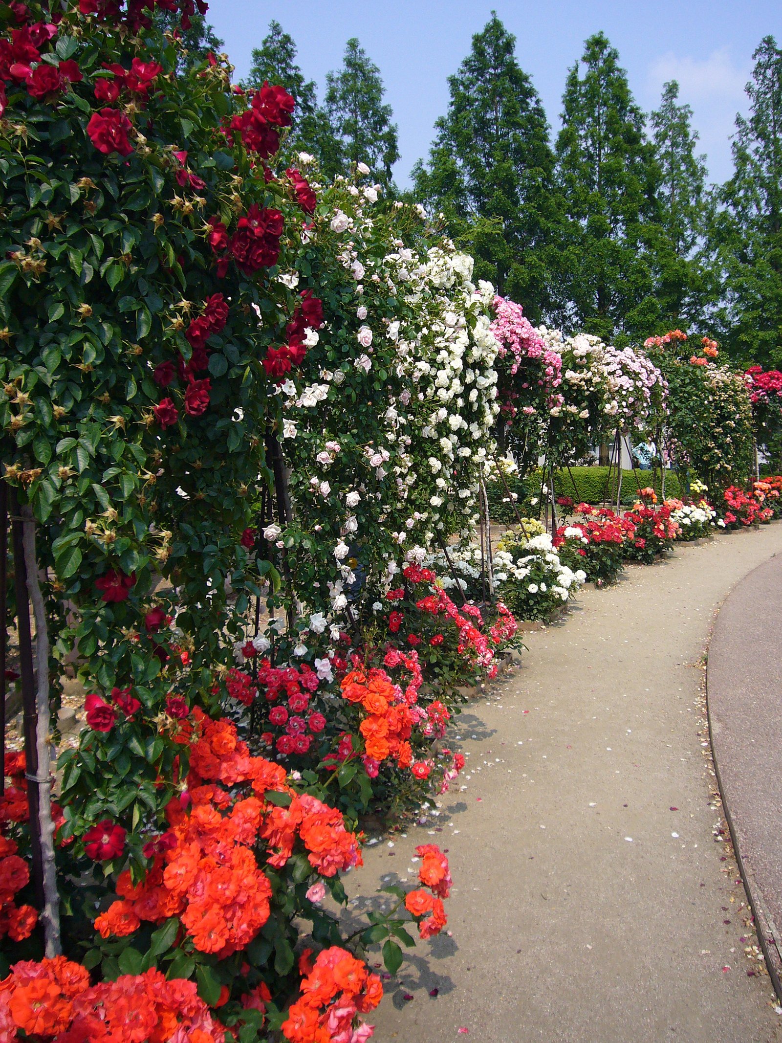 rose garden - wikipedia