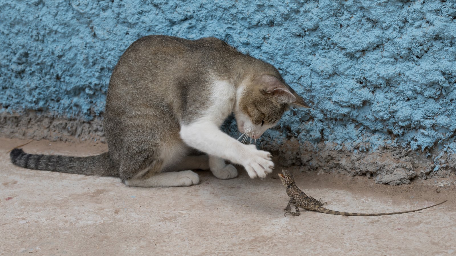 datei:cat playing with a lizard – wikipedia
