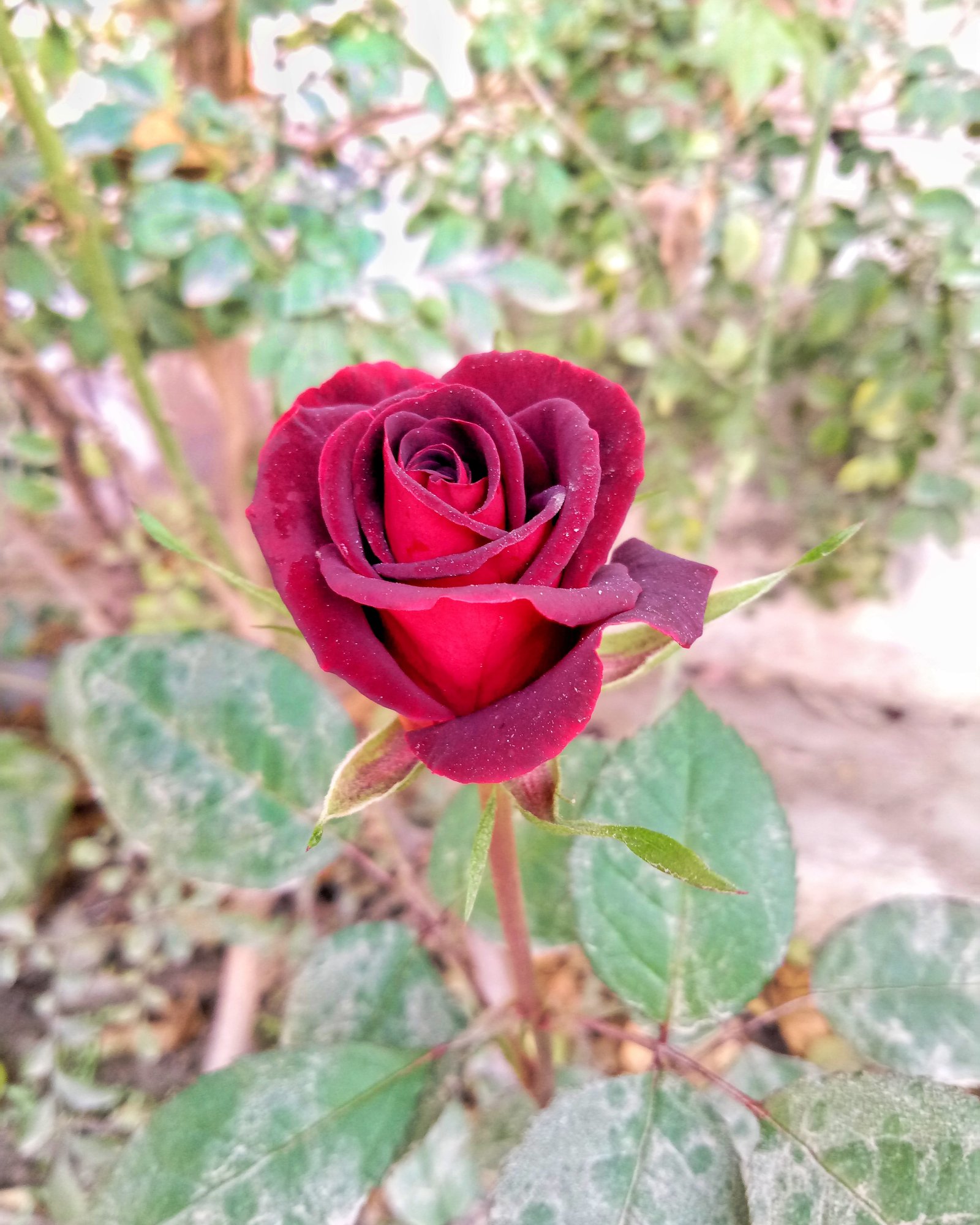 rose - simple english wikipedia, the free encyclopedia