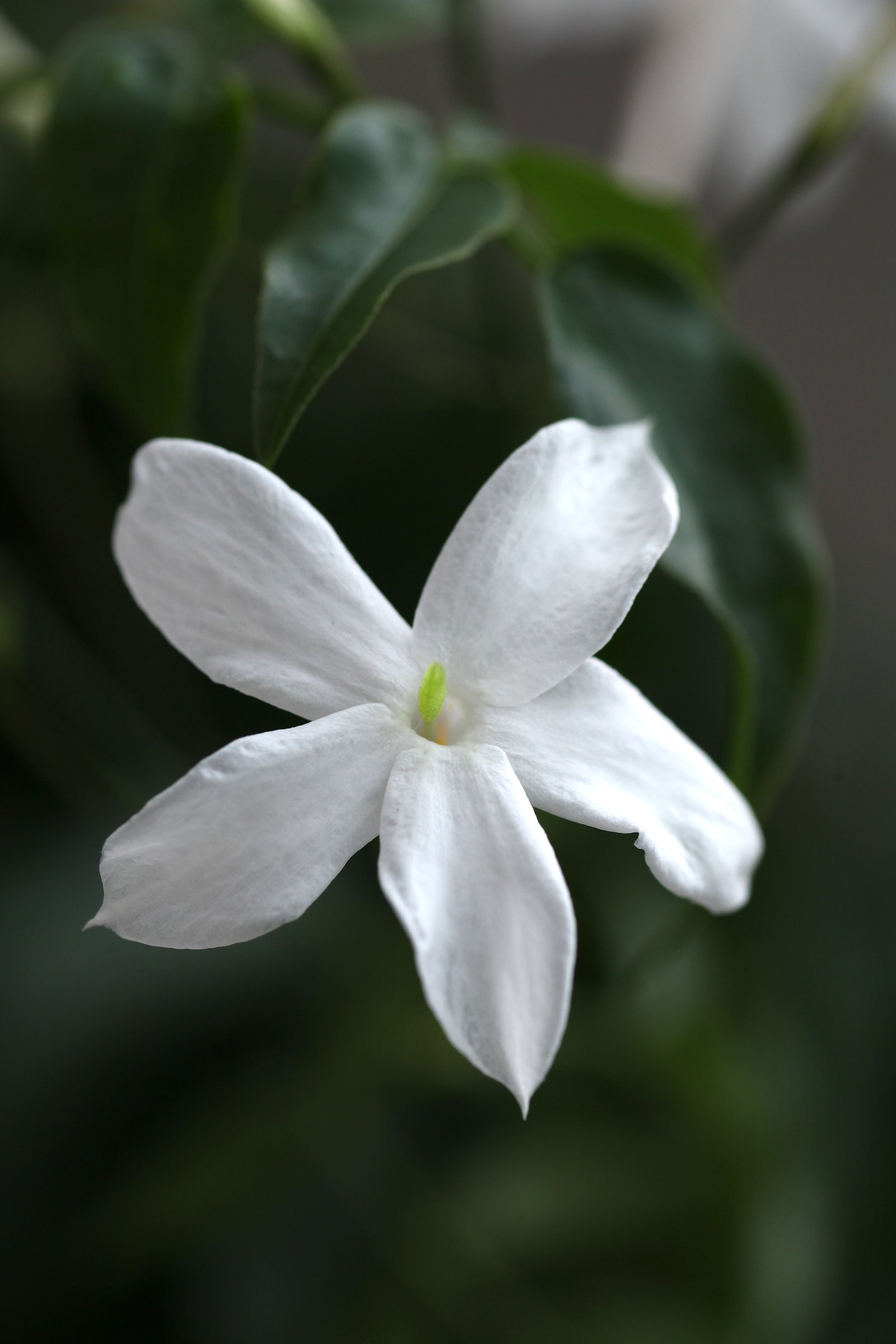 list of indian state flowers - wikipedia