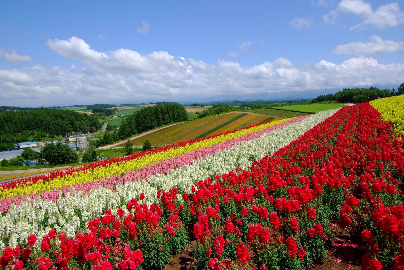 file:四季彩の丘（flower garden hill of shikisai） - panoramio