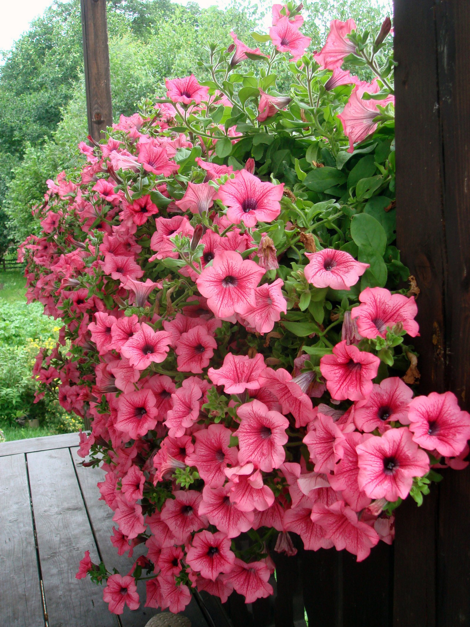ornamental plant - wikipedia