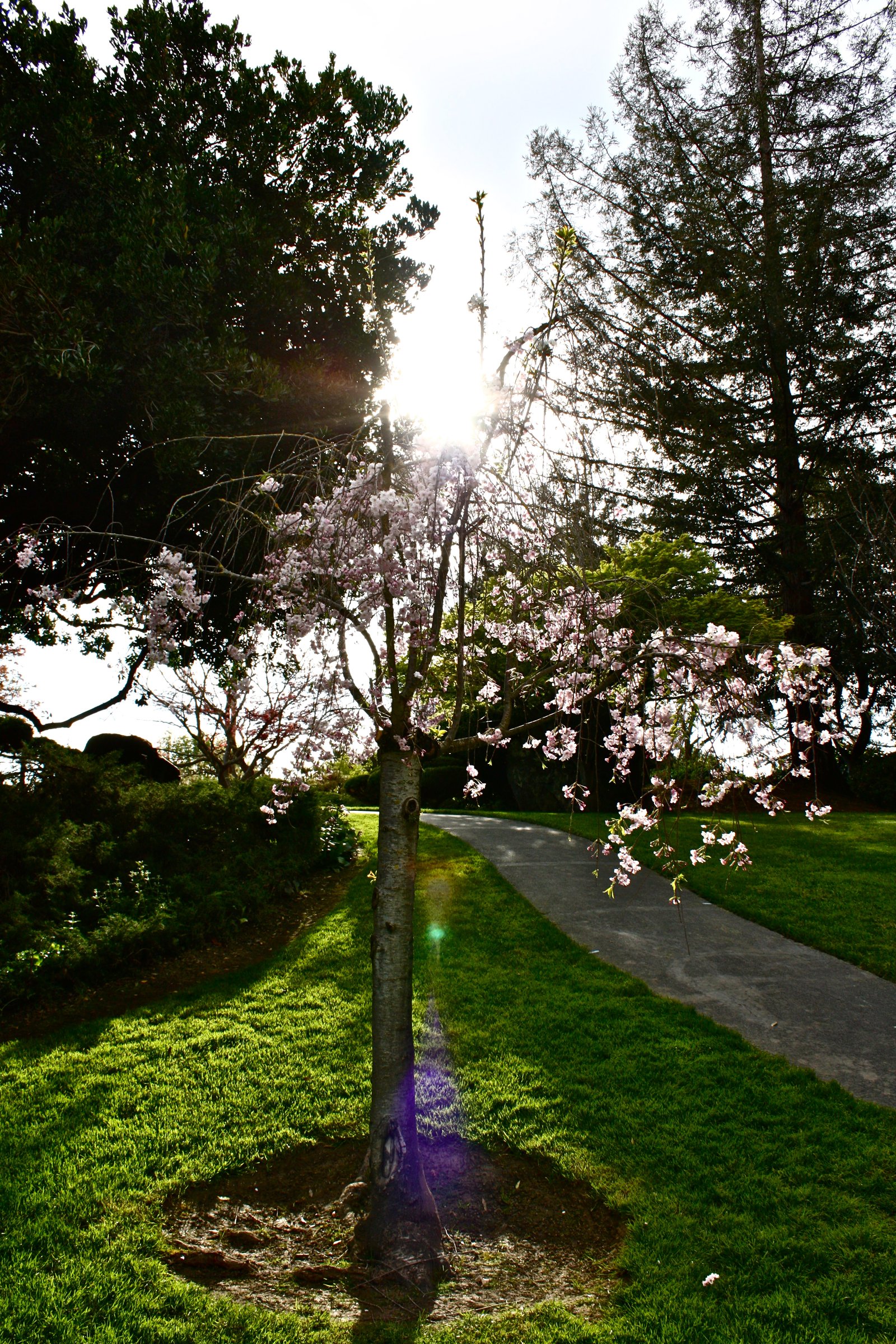 file:cherry blossom at japanese friendship garden in san jose