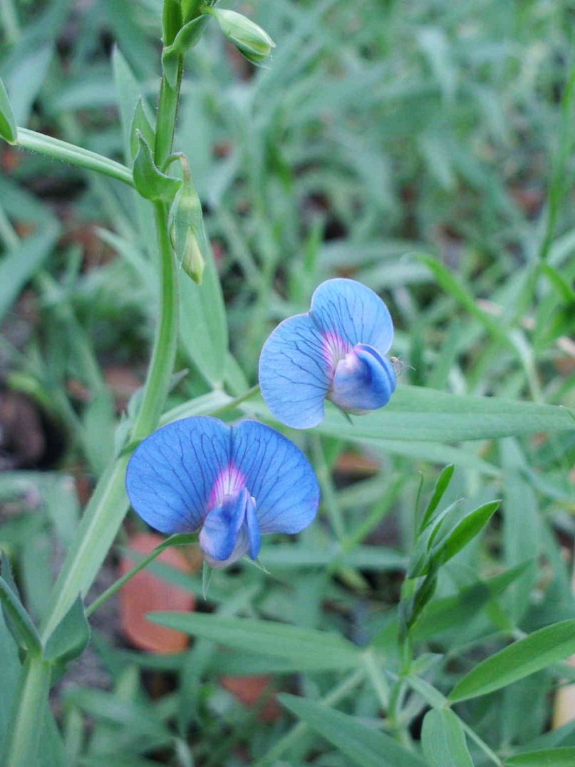 lathyrus sativus - wikipedia