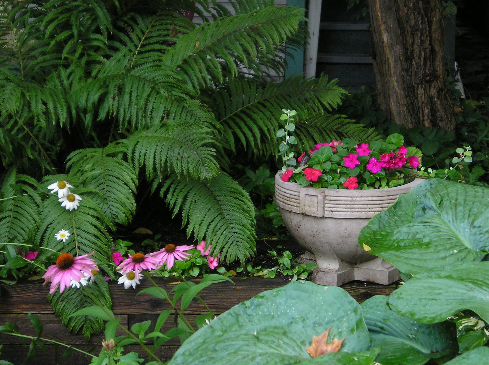 shade garden - wikipedia