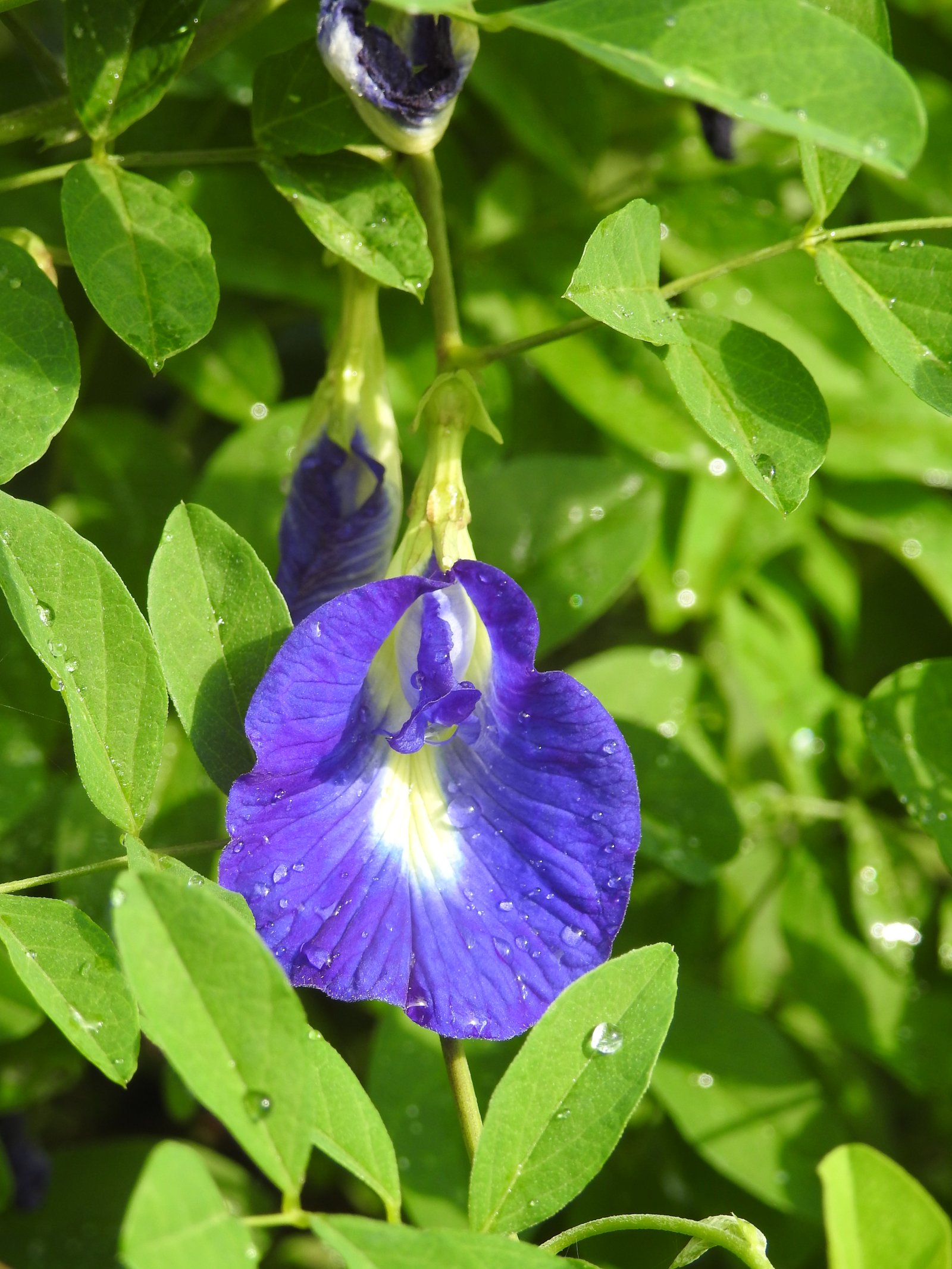 clitoria ternatea - wikipedia