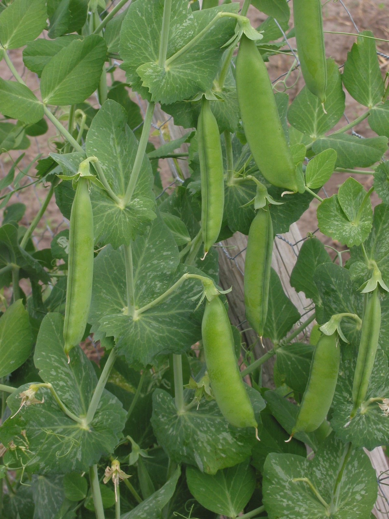 pea - wikipedia