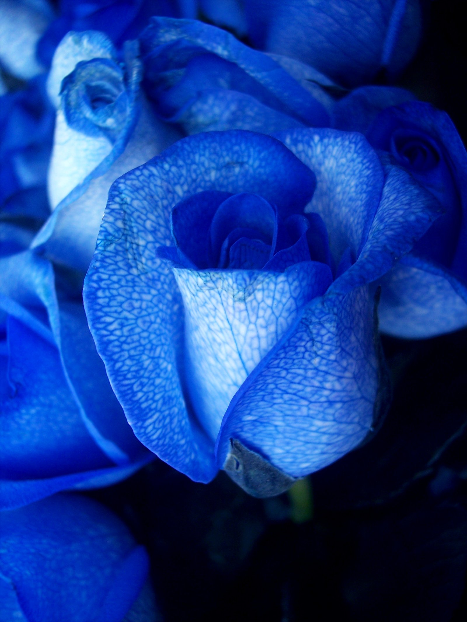 blue rose - wikipedia
