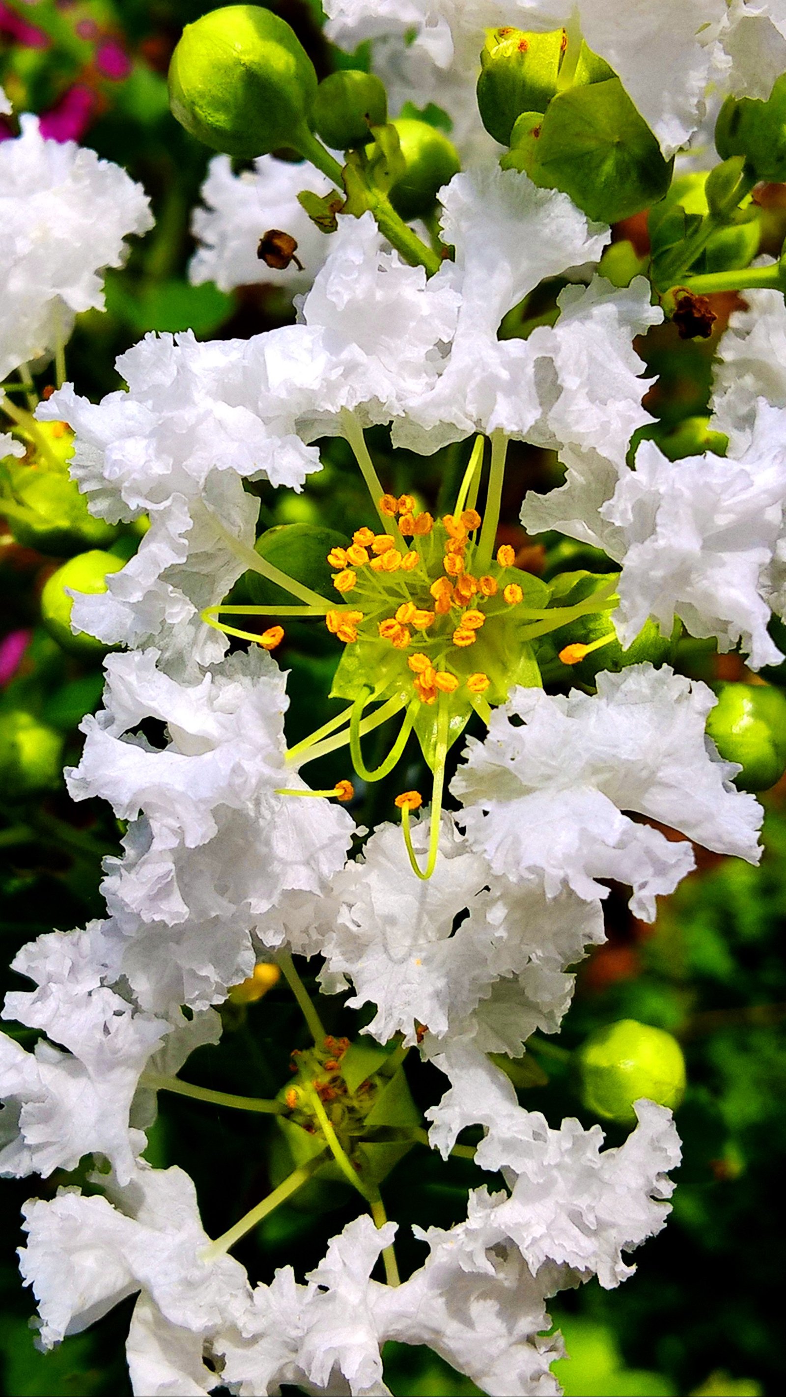 file:beautiful flowers, serenity botanical garden, ghandhinagar