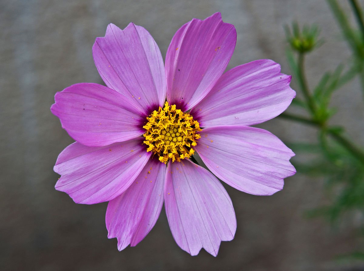 cosmos bipinnatus - wikipedia
