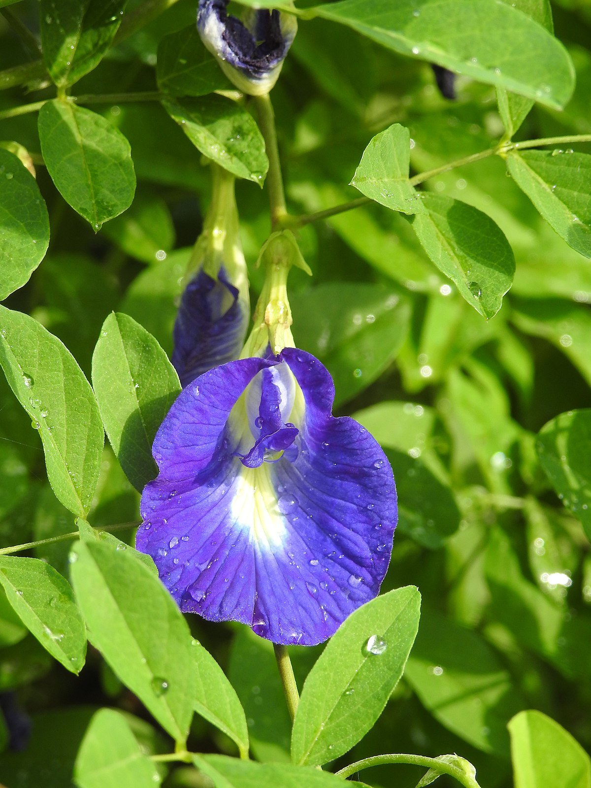 clitoria ternatea - wikipedia