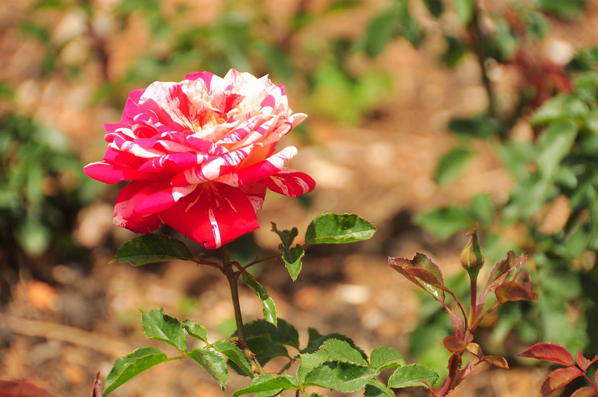 government rose garden, ooty - wikipedia