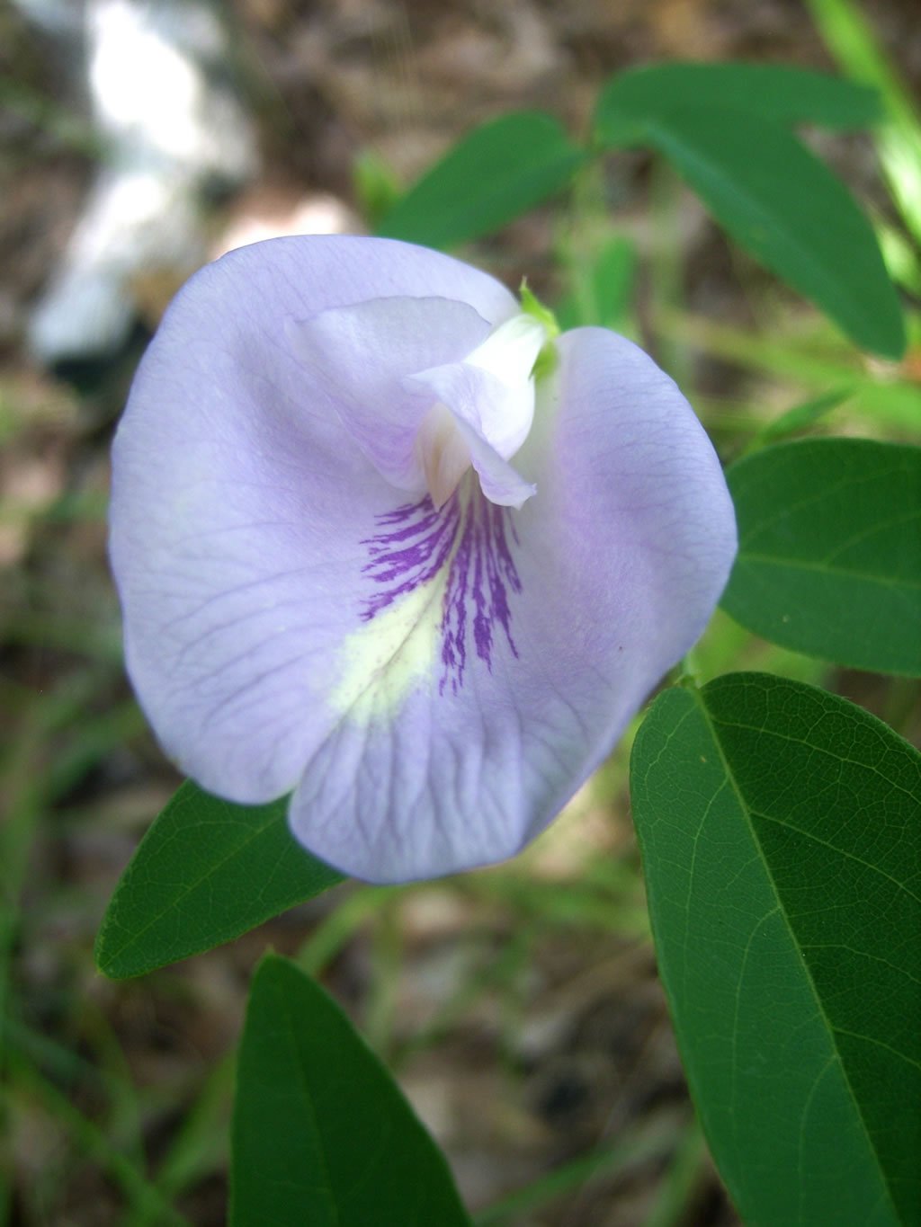 butterfly pea