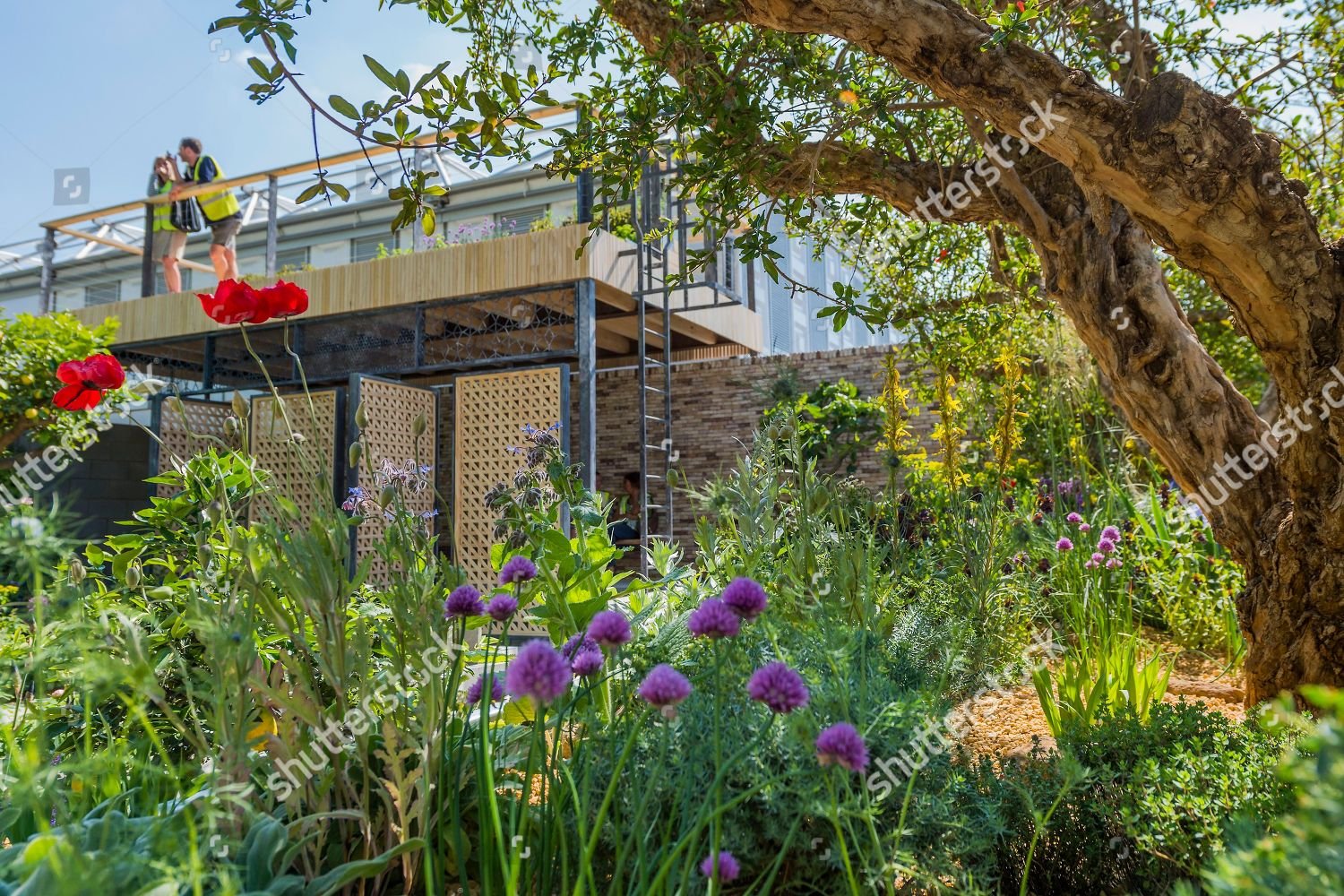 lemon tree trust garden sponsor lemon tree editorial stock photo