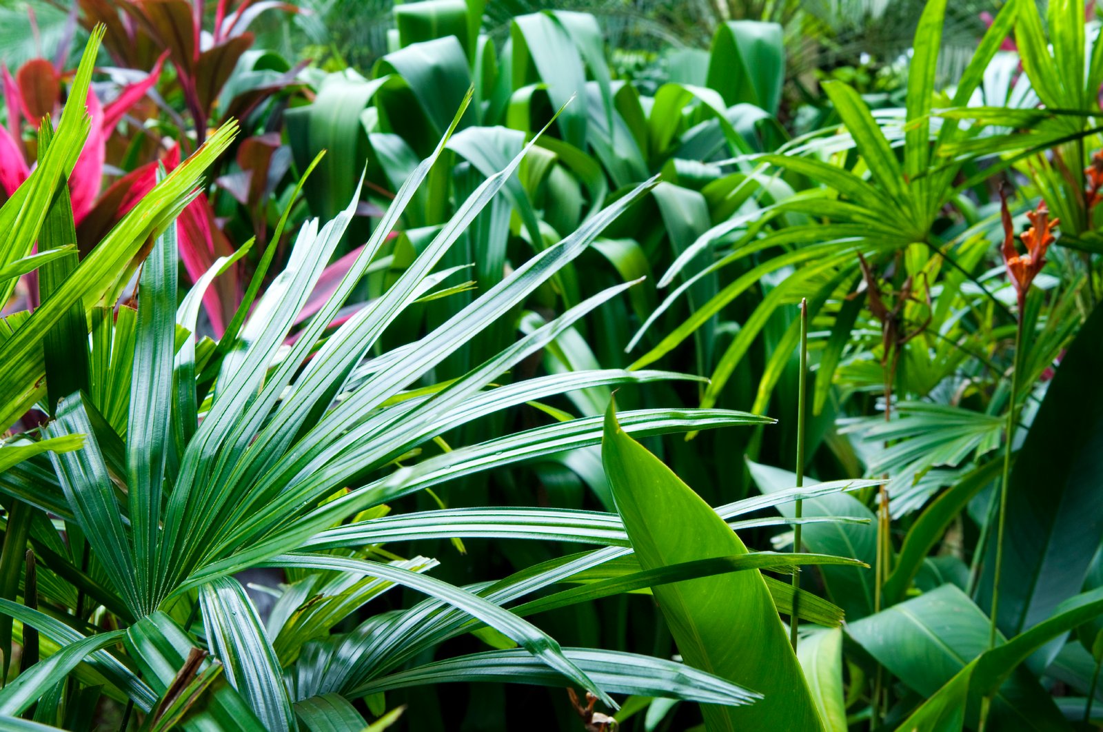 how to create a tropical garden | flower power