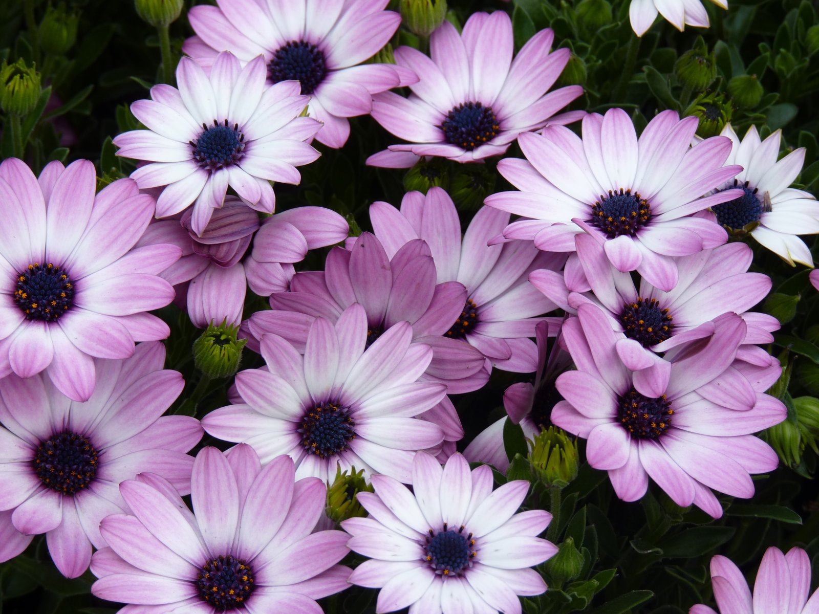 african daisy | flower power