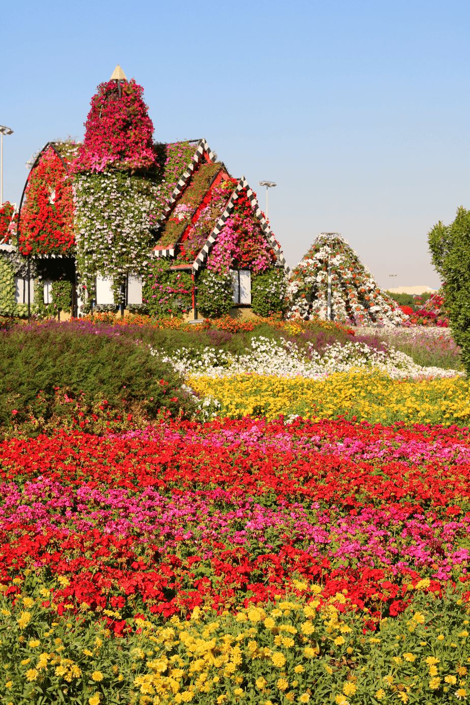 dubai miracle garden 2016: a desert oasis of 45 million flowers