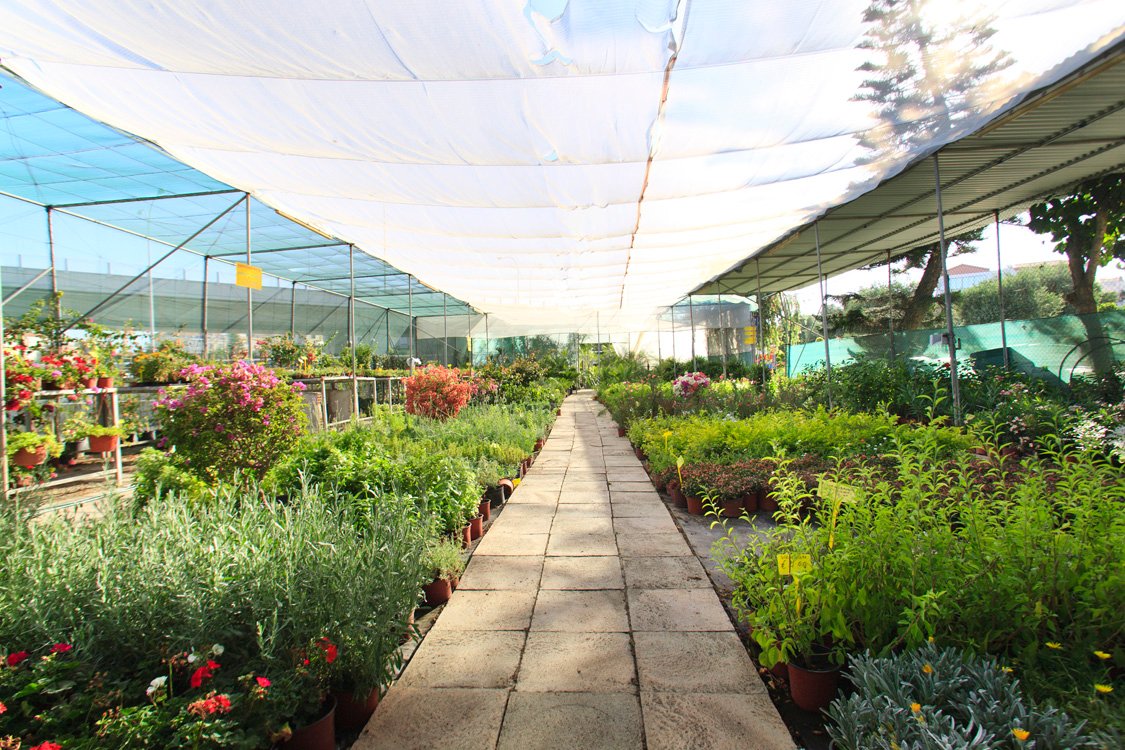 green forest – cyprus' leading landscaping company limassol - green