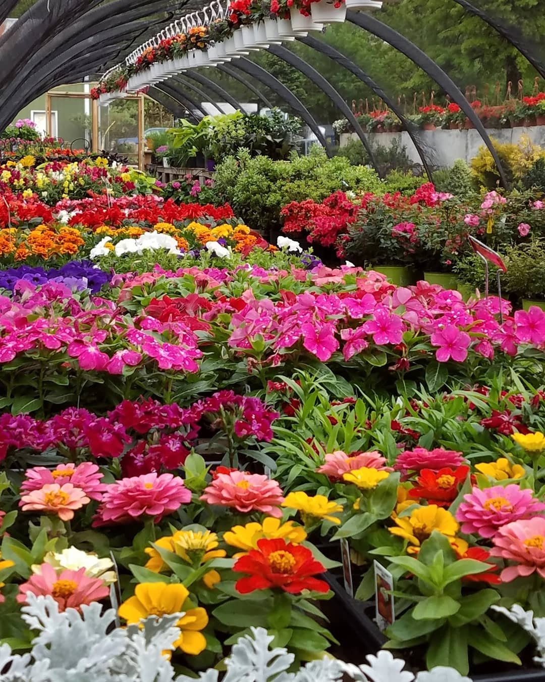 nursery | a&n lawn service inc