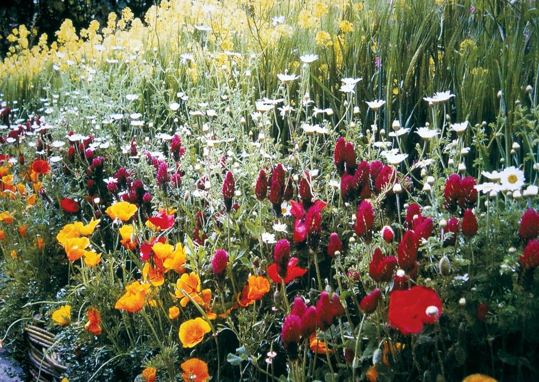 pacific horticulture society | a california vineyard garden at the