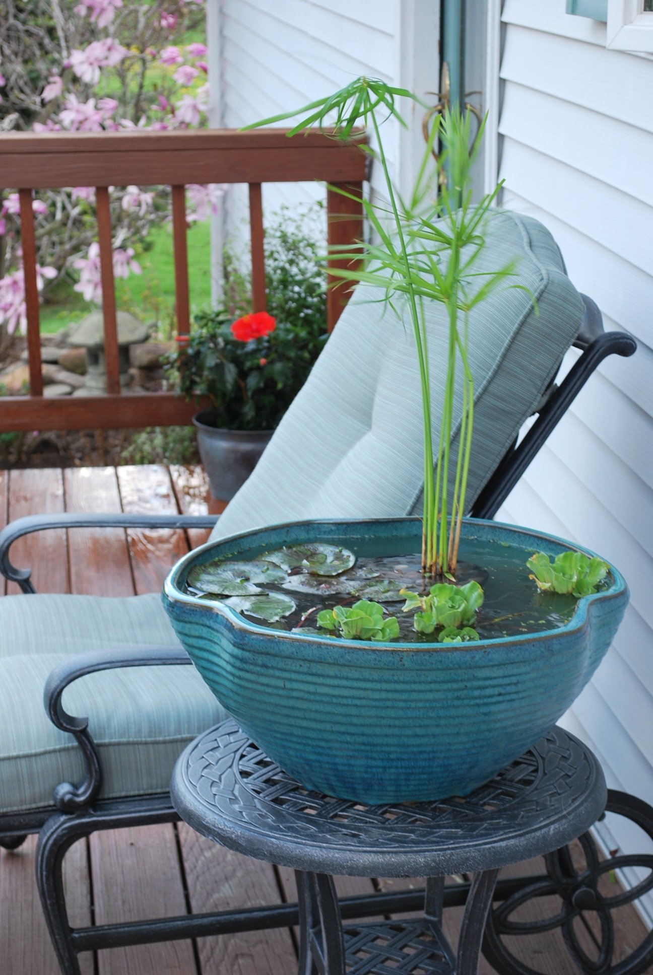container gardening – dragonfly aquatics