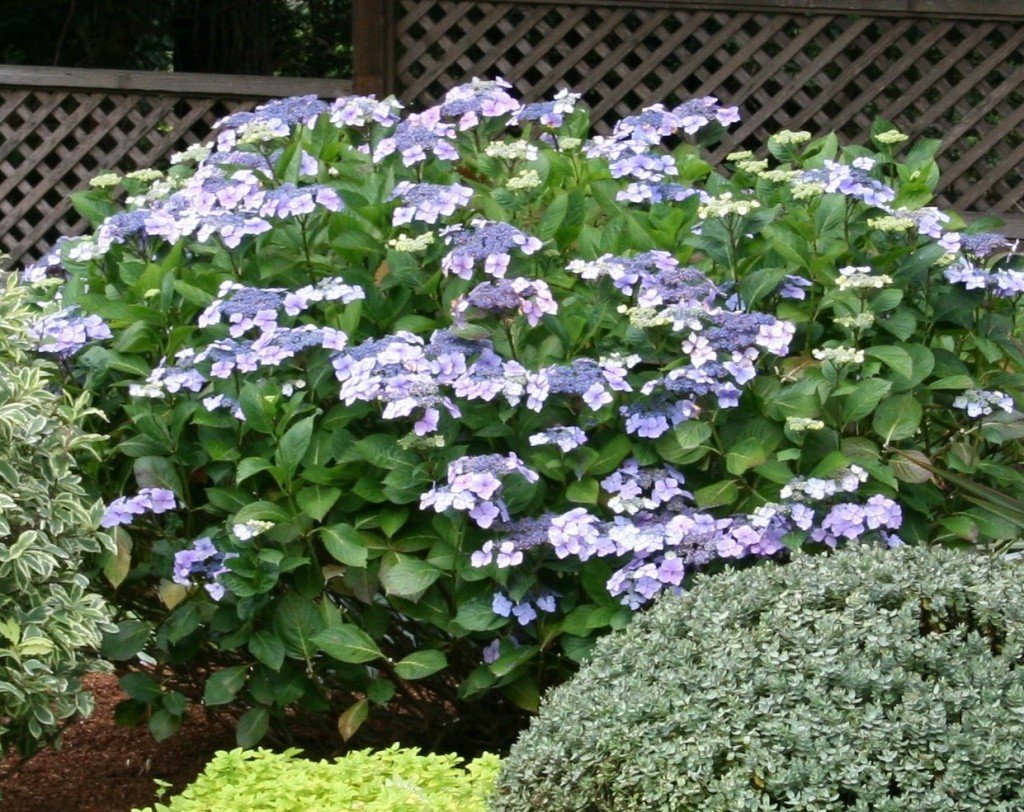 coastal gardening: shade-loving plants for the sea coast ⋆ north