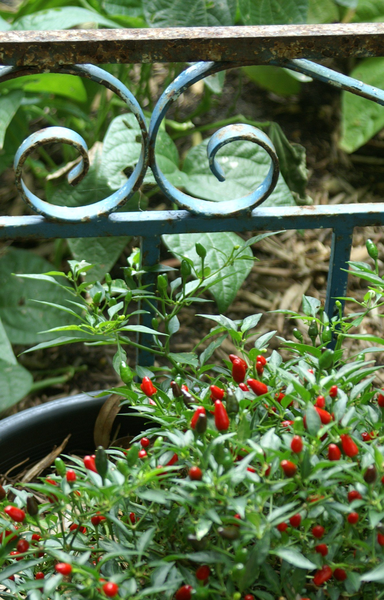 growing chillies in melbourne | suburban tomato