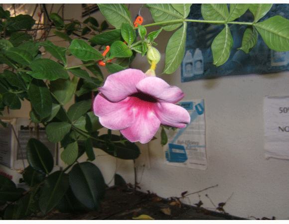 Tell 2 Friends Auburn CA California | Hydroponic Grow ...