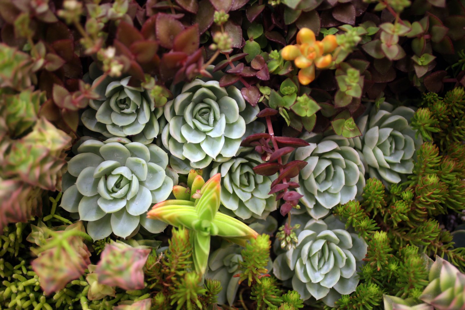 san francisco flower and garden show at kevin warnock